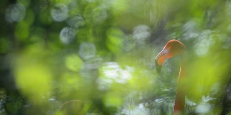 Un fenicottero rosa nello zoo di Mulhouse, in Francia
(SEBASTIEN BOZON/AFP/Getty Images)