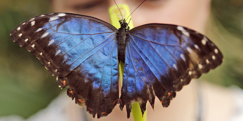 Una farfalla viene osservata da una visitatrice del Museo di Storia naturale di Londra
(AP Photo/Frank Augstein)