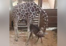 La giraffa April, che migliaia di persone seguivano in diretta, ha partorito