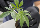 Sappiamo qualcosa in più della legalizzazione della marijuana in Canada