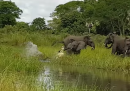 Coccodrillo vs elefante (vince elefante)