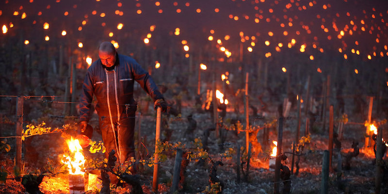 Un uomo accende i falò in un vigneto a Chablis, in Francia, 28 aprile 2017
(REUTERS/Christian Hartmann)