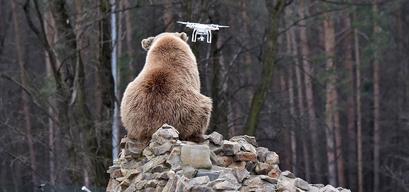 Un orso bruno osserva un drone guidato da un visitatore del rifugio per animali recuperati dai circhi e ristoranti, vicno a Zhytomyr, in Ucraina (SERGEI SUPINSKY/AFP/Getty Images)