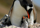 Una triste storia di pinguini raccontata dalla cacca