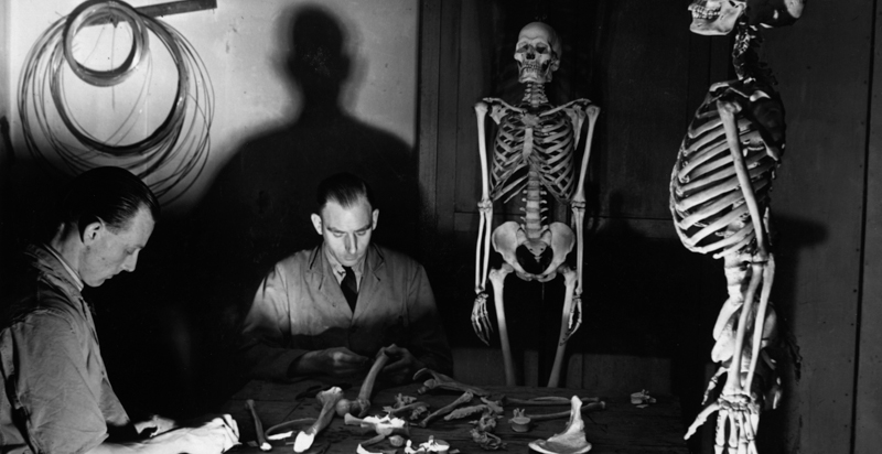 Due uomini costruiscono uno scheletro in plastica nel 1949. (Fox Photos/Getty Images)