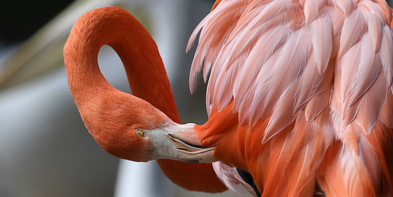 Un fenicottero fotografato mentre si pulisce le piume nello zoo di Duisburg, in Germania
(AP Photo/Martin Meissner)