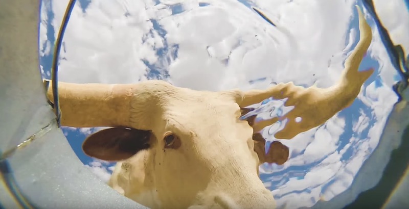 Cosa vede un secchio d’acqua in una fattoria di animali assetati