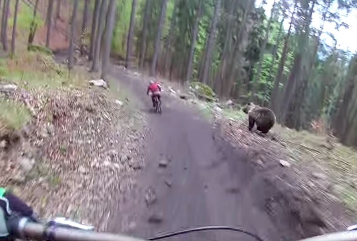 Pedala, curva, frena, ORSO!