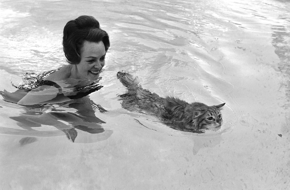 piscine-June Lockhart-gatto - Il Post.