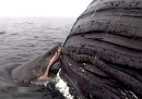 Il raro video di uno squalo che mangia la carcassa di una balena