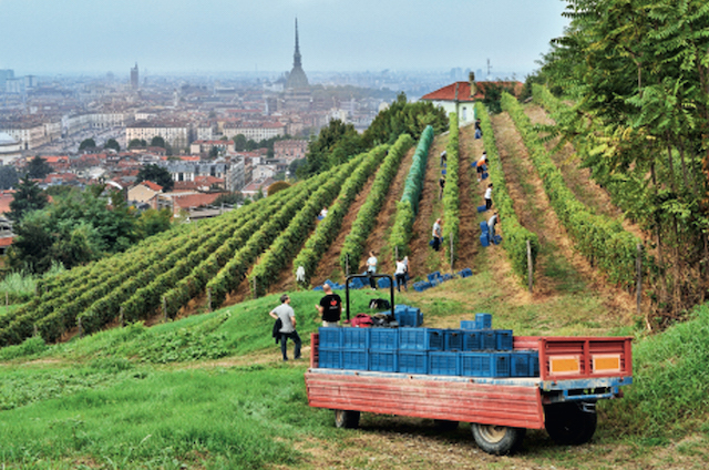 111_La Vigna della Regina copia 2