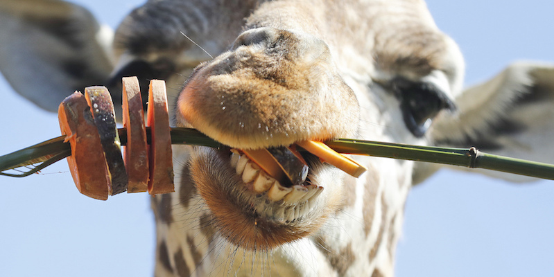 La giraffa Ellish mangia uno spiedino di verdure nello zoo di Londra
(AP Photo/Frank Augstein)