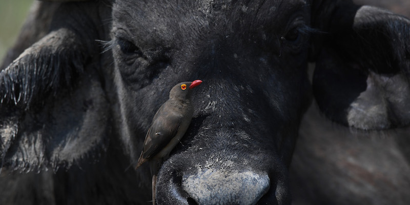 Una bufaga dal becco rosso sul muso di un bufalo nel parco nazionale del Lago Nakuru, in Kenia
(Xinhua/Chen Cheng) (zhf)