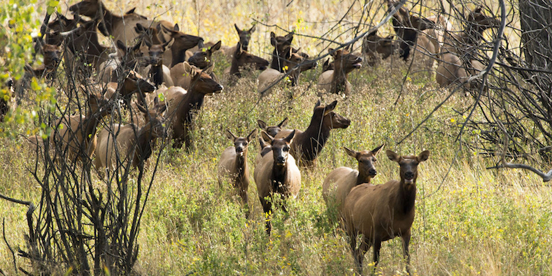 Un branco di femmine di cervo reale lungo il fiume Missouri, nel Charles M. Russell National Wildlife Refuge, nel Montana (Ben Pierce/The Bozeman Daily Chronicle via AP)
