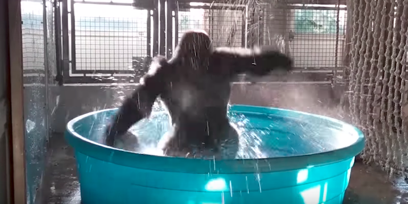 Questo gorilla ha qualcosa da insegnarci