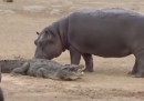 Un giovane ippopotamo s'è scelto un coccodrillo come compagno di giochi