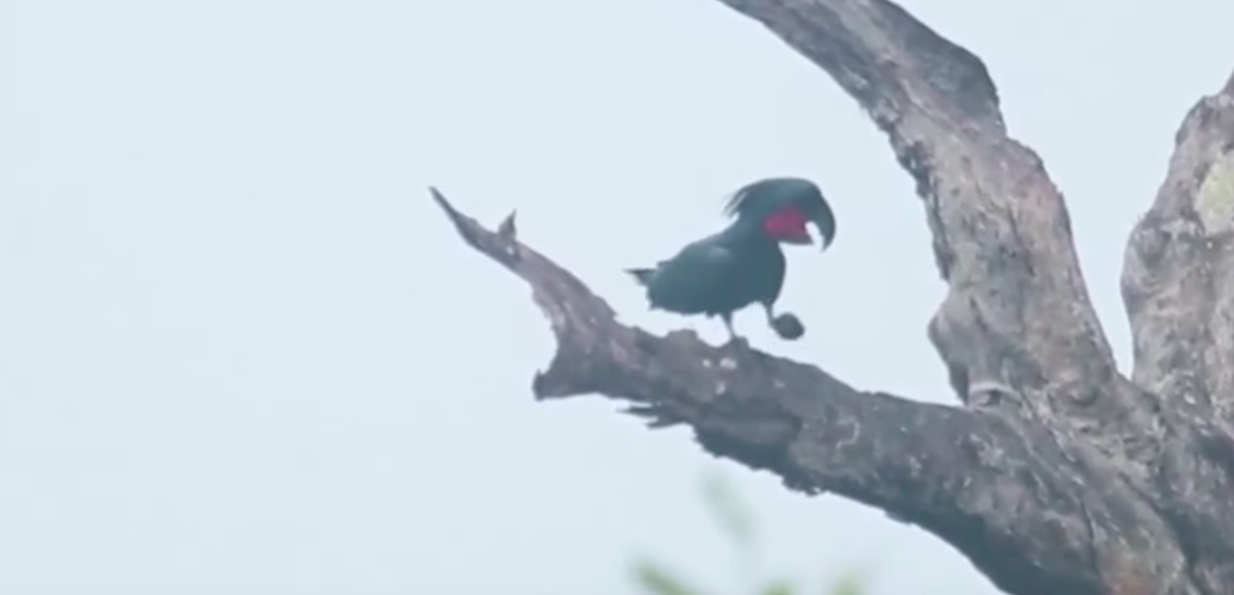 Questi pappagalli fanno i batteristi per rimediare una compagna