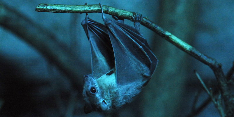 Un pipistrello al Troja Zoo di Praga, il 14 novembre 2011 (MICHAL CIZEK/AFP/Getty Images)