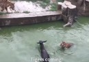 In uno zoo cinese un asino vivo è stato dato in pasto a due tigri