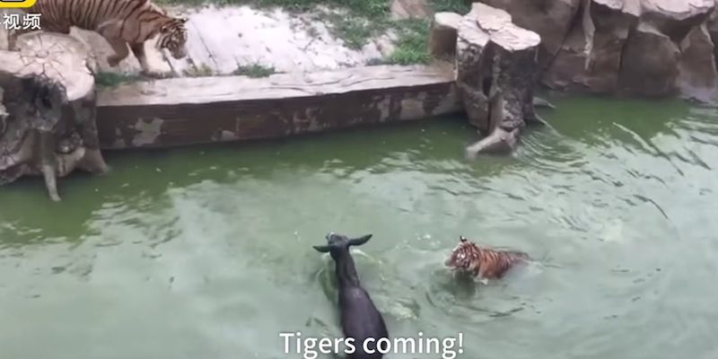Un fermoimmagine del video in cui si vede l'asino dato in pasto alle tigri in uno zoo di Changzhou, in Cina (Pear Video)