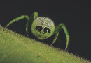 I ragni fotografati da vicino non sono così male