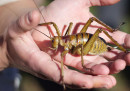 La Nuova Zelanda vuole salvare i suoi insetti giganti