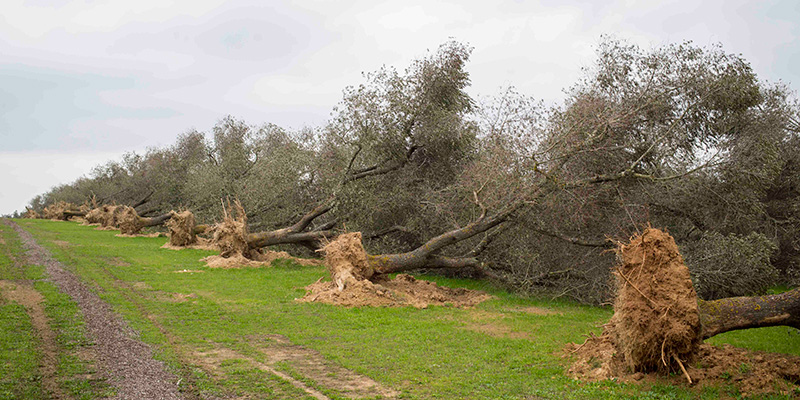 Alberi di ulivo eradicati nell'ambito del piano contro la Xylella fastidiosa, Torchiarolo, Brindisi (LaPresse)