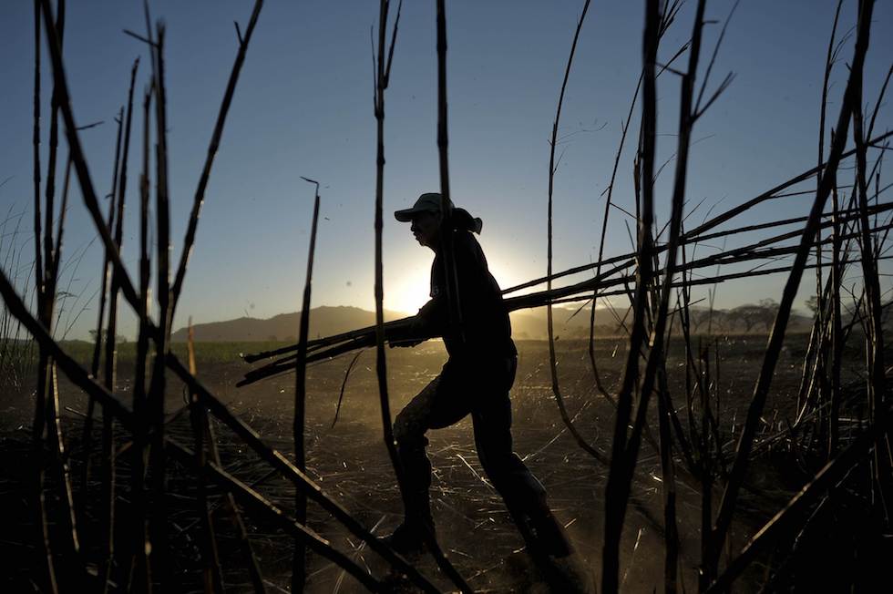 Emigdio Coreas works in a sugarcane fiel