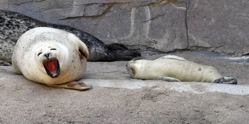 La foca Gina vicino al suo cucciolo Felix, nato l'8 luglio, nello zoo di Karlsruhe 
(ULI DECK/AFP/Getty Images)