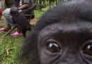 Tra i bonobo comandano le femmine e si fa molto sesso
