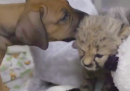 Anche i cuccioli di ghepardo hanno bisogno della pet therapy