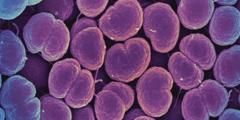I batteri che causano la gonorrea, osservati al microscopio elettronico (NIAID - Wikimedia)