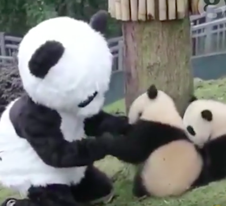 C’è gente che di mestiere fa il panda