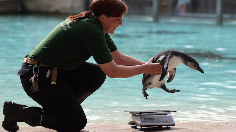 Un pinguino viene pesato allo zoo di Londra, il 22 agosto 2012 (Oli Scarff/Getty Images)