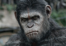 Date un Oscar a questa scimmia