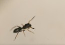 Questo ragno fa finta di essere una formica per fregare i predatori