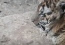 Gli animali dello zoo di Aleppo sono stati messi in salvo in Turchia