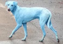 I cani blu di Mumbai