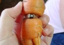 Una donna ha ritrovato il suo anello perso 13 anni prima: era intorno a una carota