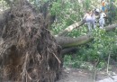 In Polonia cinque persone sono morte a causa dei temporali che hanno fatto cadere degli alberi