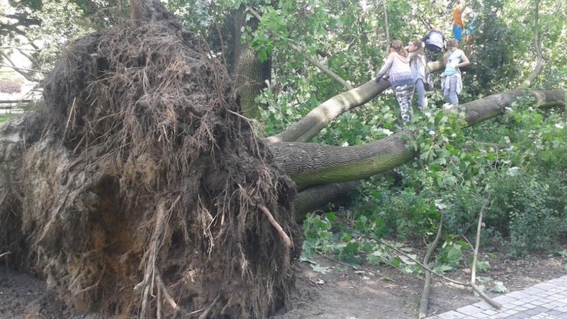 Un albero sradicato nel parco di Bydgoszcz, nel nord-ovest della Polonia (Twitter/Leszek Grabowski)