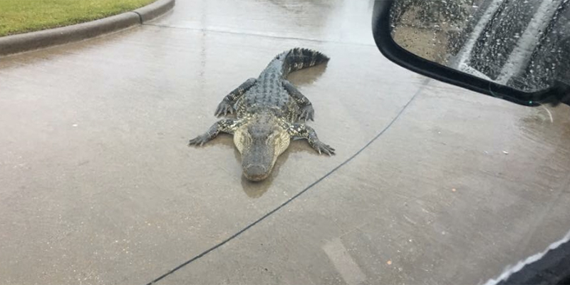 Fra i problemi causati dall'uragano Harvey c'è anche quello degli alligatori