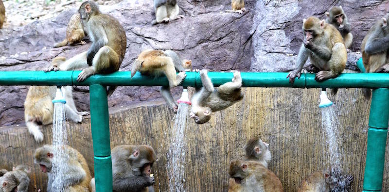 Macachi selvatici si rinfrescano usando tubi dell'acqua lasciati aperti dai ranger forestali a Jiyuan, nella provincia cinese di Henan. Nella regione vivono più di 3.800 macachi, la maggiore concentrazione di tutta la Cina
(Imaginechina via AP Images)