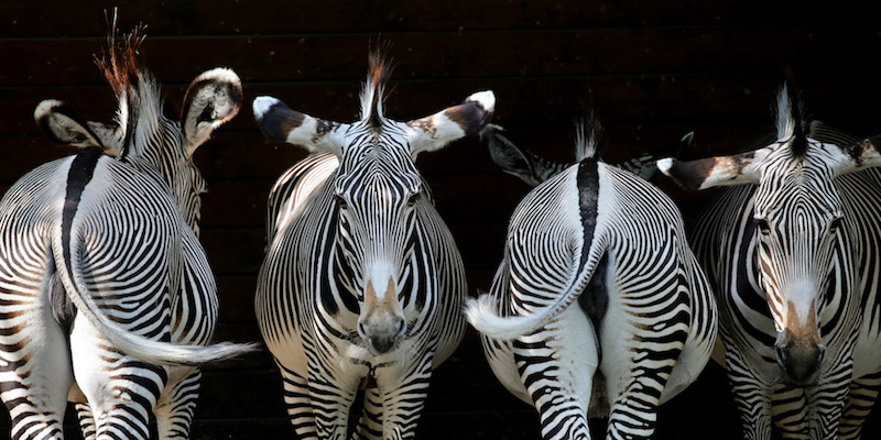 Quattro zebre nello zoo di Augusta, in Germania
(KARL-JOSEF HILDENBRAND/AFP/Getty Images)