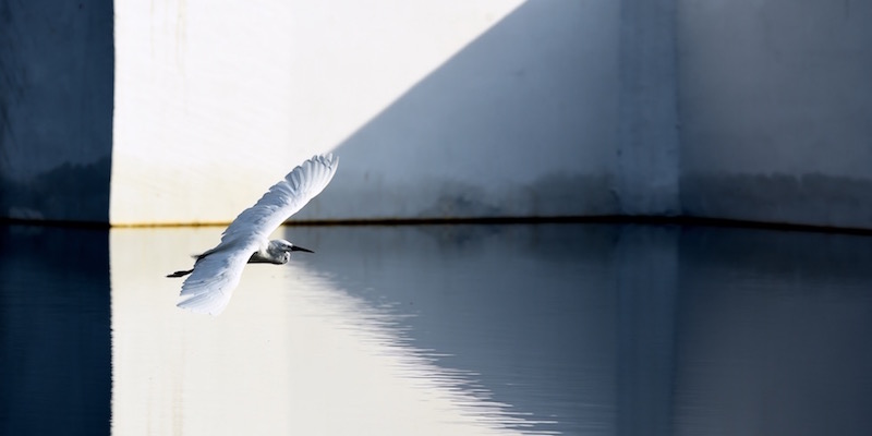 Un airone vola sopra il lago Yundang di Xiamen, in Cina
(Xinhua/Jiang Kehong)(mcg)