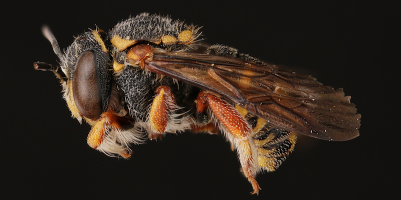 Anthidiellum notatum, maschio
(Alejandro Santillana/Insects Unlocked project, University of Texas, Austin)