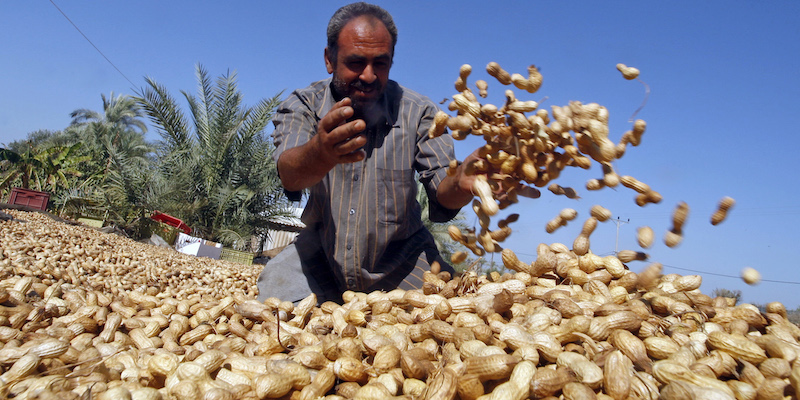 Un agricoltore palestinese e le sue arachidi a Rafah, nella striscia di Gaza, il 29 ottobre 2010 (SAID KHATIB/AFP/Getty Images)
