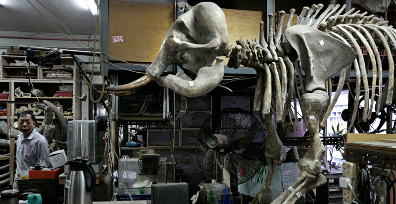 Uno scheletro di mammut in un laboratorio di Hong Kong, dove viene intagliato e trasformato in manufatti. (AP Photo/Vincent Yu)
