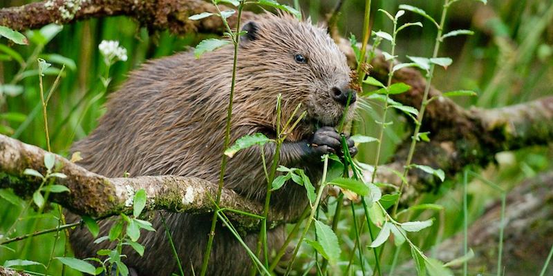 Un castoro del Devon, nel Regno Unito (Devon Wildlife Trust)