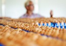 Quasi un milione di uova contaminate con un insetticida sono state ritirate dal commercio in Germania